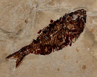 4.6インチ エドモントサウルス 化石 上腕骨 ランスクリーク層 白亜紀