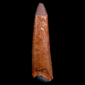 1&quot; Pterosaur Coloborhynchus Fossil Tooth Upper Cretaceous Kem Kem Basin Morocco Certificate Of Authority Free Display and Free Shipping