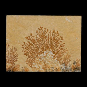 May include: A rectangular stone slab with a beige background and intricate brown, fern-like patterns. The patterns are concentrated in the center and along the bottom edge, with some white and black accents.