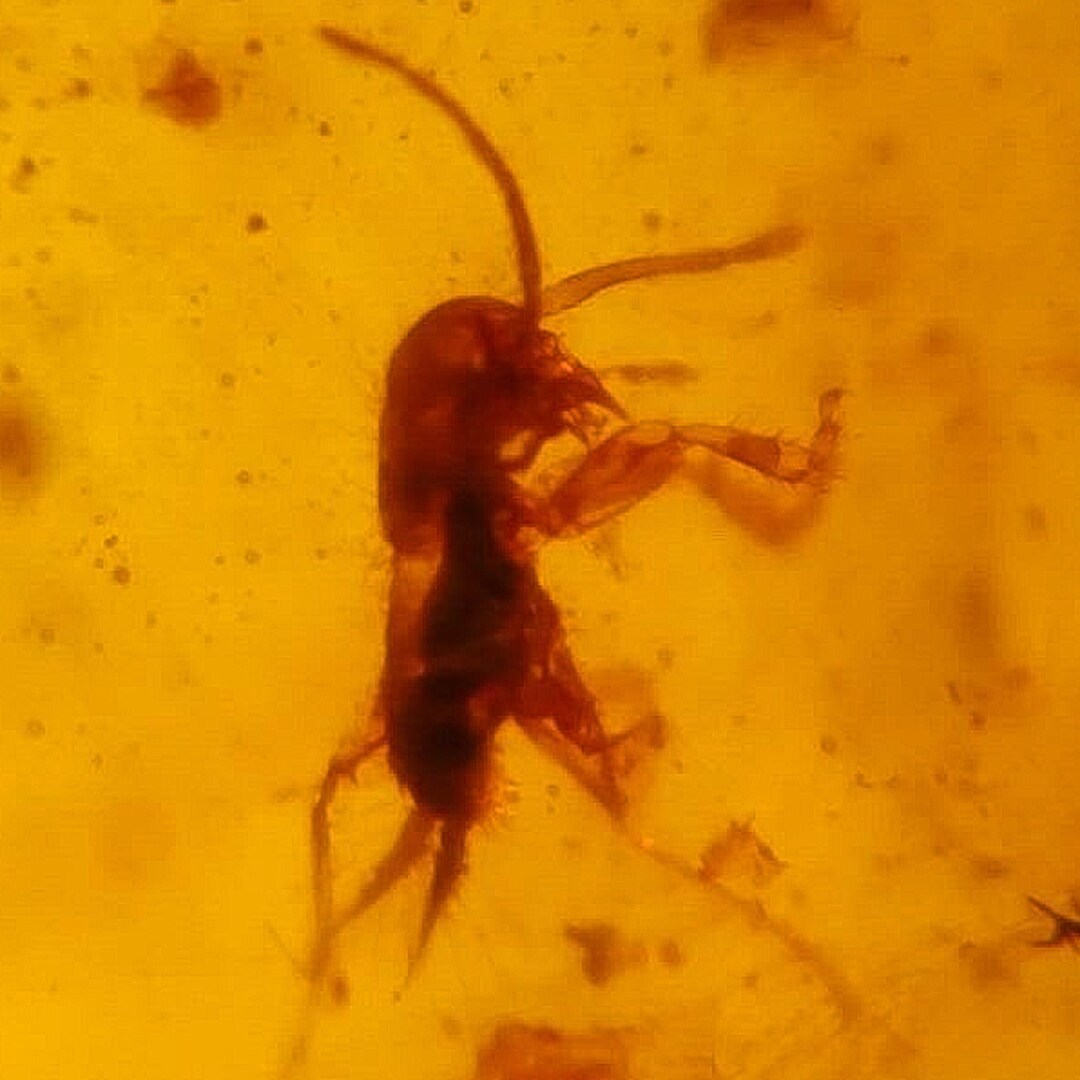 Burmese Insect Amber Cricket, Unknown Bugs Fossil Cretaceous Dinosaur ...