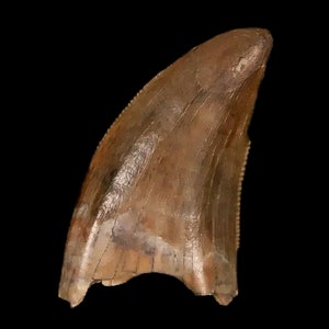 0,6 &quot;Nanotyrannus Tyrannosaurus Fossiler Zahn Dinosaurier Lance Creek Formation Wyoming Echtheitszertifikat Kostenlose Anzeige Kostenloser Versand