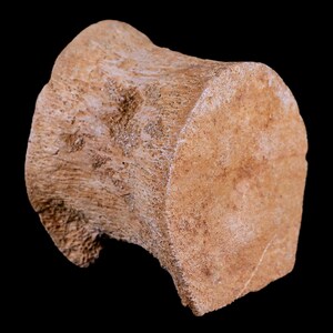2 "Plesiosauro Fossile Vertebre Cretaceo Dinosauro Era Zarafasaura Elasmosaurus Marocco Certificato di autenticità Spedizione gratuita