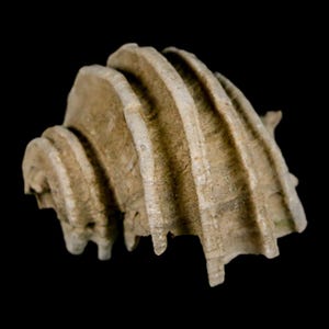 1.6 "Ecphora Gardnerae Gastropoden Fossil Muschel Lee Creek Biozön Epoche North Carolina Versand versandkostenfrei