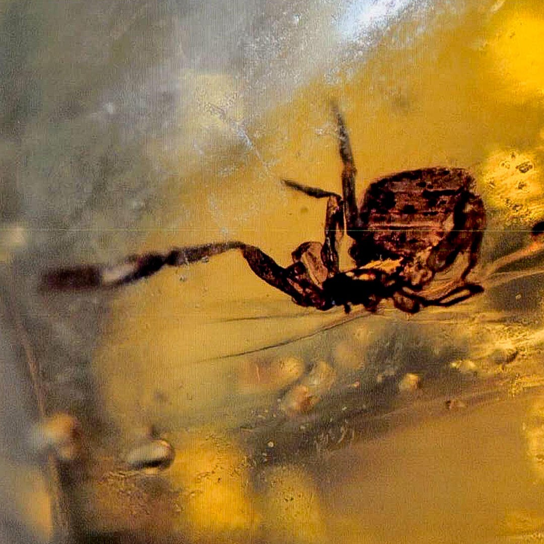 Burmese Insect Amber Arachnida Spider and Bug Fossil Burmite Fossil ...