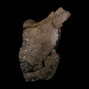 3.2" Diplodocus Dinosaur Fossil Vertebrae Process Bone Morrison FM Colorado Jurassic Age COA Stand