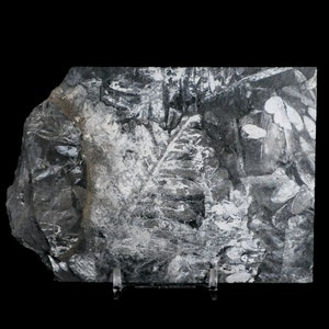 5&quot; Alethopteris Fern Plant Leaf Fossil Carboniferous Age Llewellyn Formation ST Clair Certificate of Authenticity Free Stand and Shipping