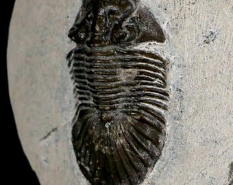 1.6インチ スカブリスクテラム三葉虫化石 デボン紀 モロッコ 4億年前