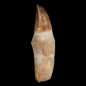 XL 4.2&quot; Mosasaur Prognathodon Fossil Tooth Rooted Cretaceous Dinosaur Era Oued Zem Morocco Certificate of Authenticity Free Shipping