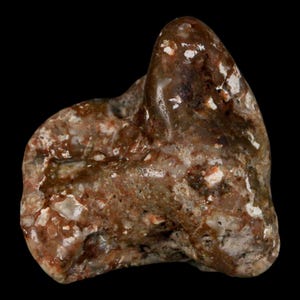 2&quot; Sauropod Dinosaur Stomach Stone Gastrolith Rock Gizzard Stone Cloverly Formation Montana Certificate of Authenticity Free Shipping