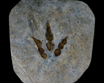 4.6" Grallator Variabilis Dinosaurs Tracks Foot Prints Jurassic Age France Certificate of Authenticity Free Stand and Shipping