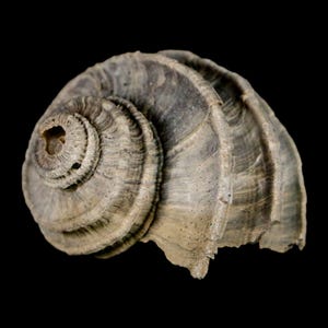 1.6 "Ecphora Gardnerae Gastropoden Fossil Muschel Lee Creek Biozön Epoche North Carolina Versand versandkostenfrei