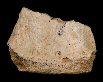 2,5" Hadrosaurus Fóssil Vértebra Osso Aguja FM Texas Dinossauro Cretáceo COA Suporte Grátis Frete Grátis