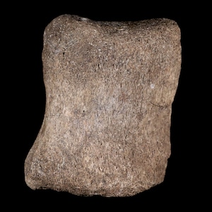 3.6&quot; Maiasaura Hadrosaur Dinosaur Vertebrae Bone Fossil Two Medicine Formation Montana Certificate Of Authenticity Free Shipping