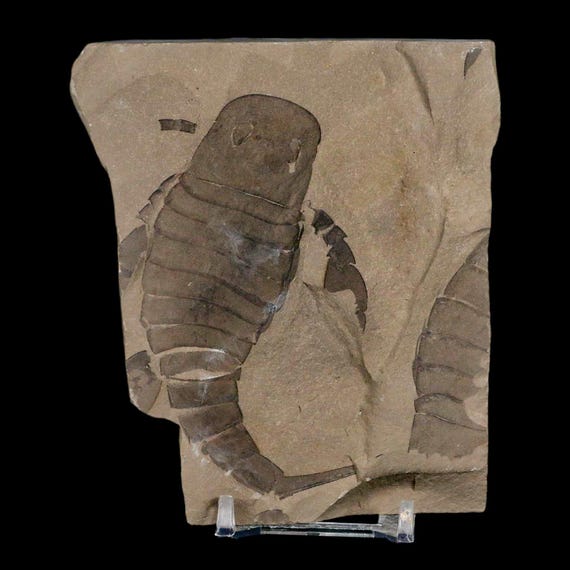 Eurypterus Sea Scorpion Fossil Eurypterid Silurian 420