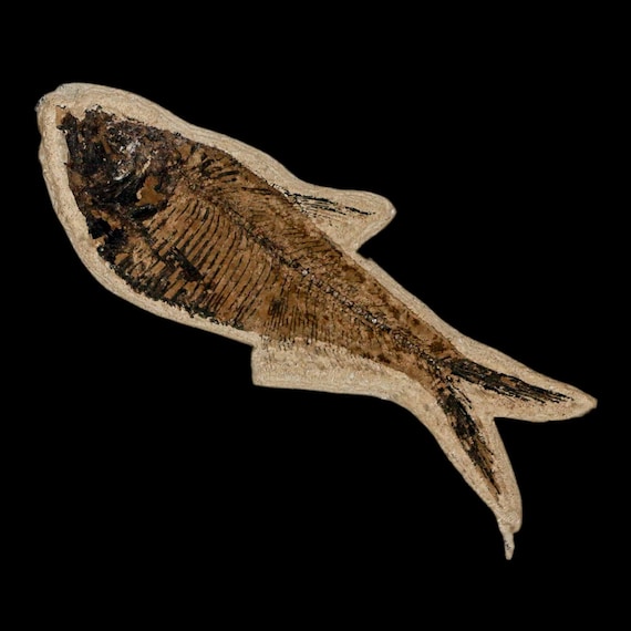 3.5インチ ディプロミストゥス・デンタトゥス化石魚 グリーンリバー層