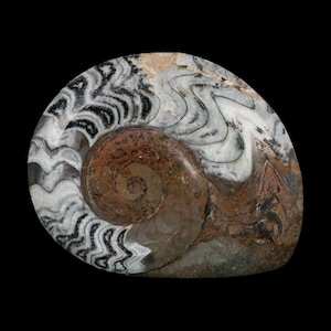 May include: A polished ammonite fossil featuring a spiral shell with intricate, wavy suture patterns in shades of white, grey, and black, transitioning into a smooth, warm brown centre with a visible coiled structure and natural mineral textures.