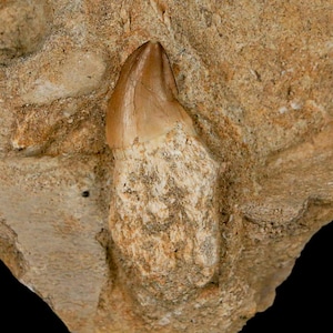 1.8&quot; Mosasaur Prognathodon Fossil Tooth Rooted In Matrix Cretaceous Dinosaur Era Oued Zem Morocco Certificate of Authenticity Free Shipping