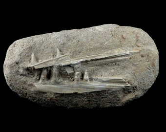 XL Säbelzahn Hering Fossiler Fisch Kiefer Fang Zähne In Matrix Enchodus Libycus Zahn Kreidezeit Dinosaurier Ära Kostenloser Stand und Versand