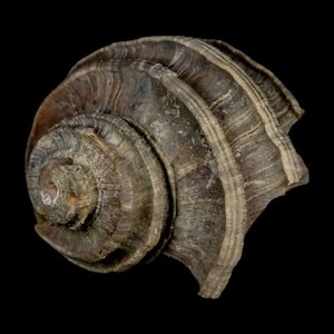 May include: A fossilised seashell with a spiral form, set against a black backdrop. The shell's surface is textured, with alternating bands of light and dark brown. The shell's shape is well-defined.