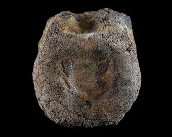 3.1" Edmontosaurus Dinosaur Fossil Tail Caudal Vertebrae Bone Lance Creek Formation Wyoming Certificate of Authenticity Free Shipping