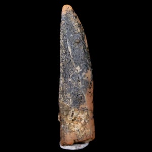 1.1&quot; Pterosaur Coloborhynchus Fossil Tooth Upper Cretaceous Kem Kem Morocco Certificate of Authenticity,  Free Display and Free Shipping