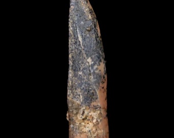 1.1&quot; Pterosaur Coloborhynchus Fossil Tooth Upper Cretaceous Kem Kem Morocco Certificate of Authenticity,  Free Display and Free Shipping