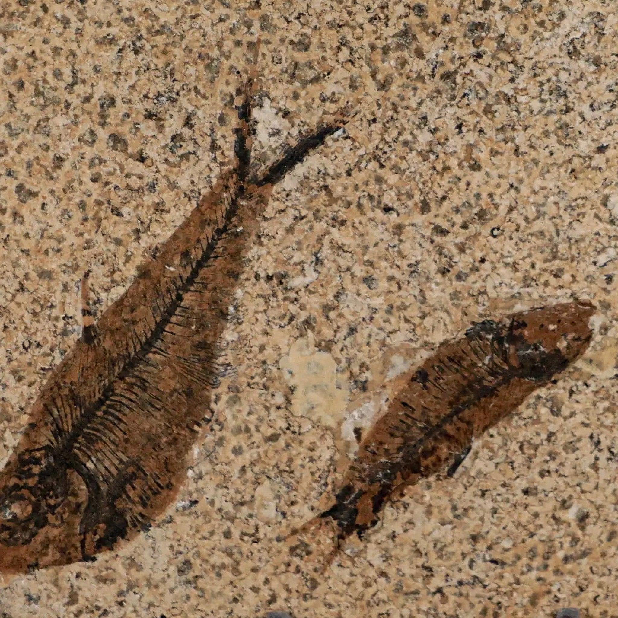 ディプロミスタス　魚の化石　アメリカ　ワイオミング州 産 3 3匹のディプロミストゥス・デンタトゥス化石魚、グリーン