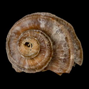 1.6 "Ecphora Gardnerae Gastropoden Fossil Muschel Lee Creek Biozön Epoche North Carolina Versand versandkostenfrei