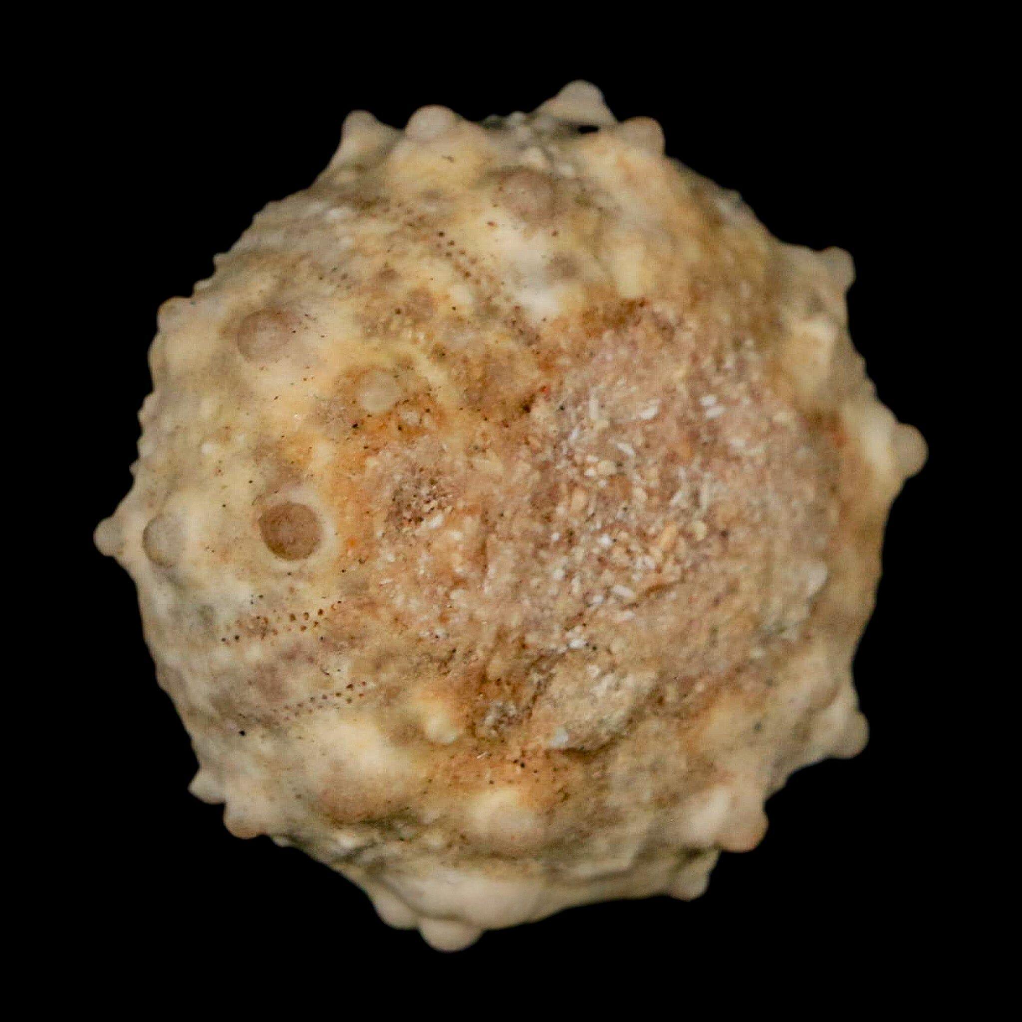 30MM Detailed Fossil Goniopygus Sp Sea Urchin Echinoid Cretaceous