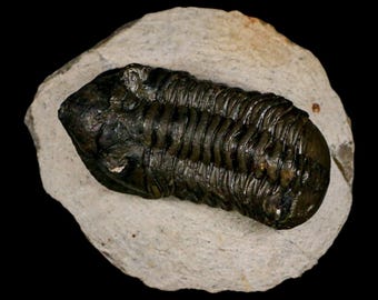 Hollardops mesocristata 化石三葉虫 デボン紀 ティムルハンハート層