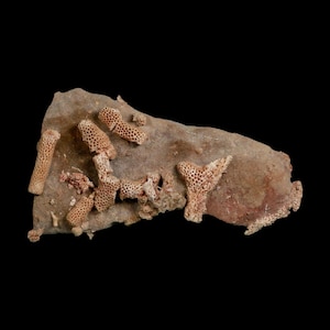 3.7" Thamnopora SP Coral Fossil Coral Reef Devonian Age Verde Valley,  Martin Formation, Verde Valley, Arizona