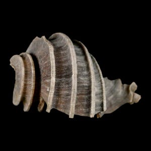 2 "Ecphora Gardnerae Gastropoden Fossil Muschel Lee Creek MIozen Epoche North Carolina Versand kostenlos