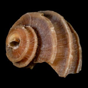 1.3 "Ecphora Gardnerae Gastropoden Fossil Muschel Lee Creek Biozön Epoche North Carolina Versand versandkostenfrei