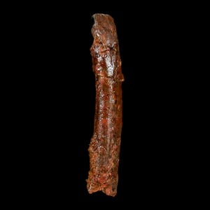 1.5&quot; Rebbachisaurus Sauropod Fossil Tooth Early Cretaceous Dinosaur Morocco Certificate Of Authenticity Free Display and Shipping