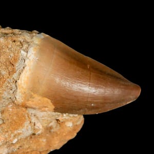 1.9&quot; Mosasaur Prognathodon Fossil Tooth In Matrix Oued Zem Morocco Cretaceous Dinosaur Era Certificate of Authenticity Free Shipping