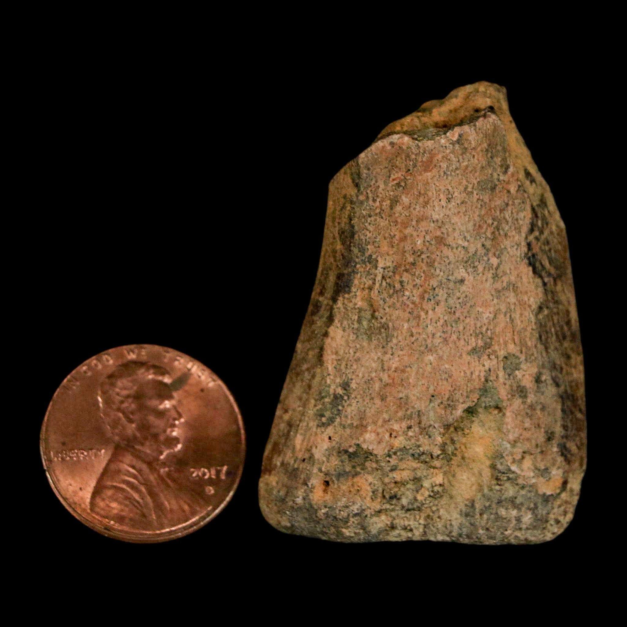 1.6インチ 幼体ハドロサウルス カモノハシ 恐竜化石 つま先骨 ランス