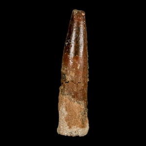 1.4&quot; Rebbachisaurus Sauropod Fossil Tooth Early Cretaceous Dinosaur Morocco Certificate Of Authenticity Free Display and Shipping