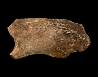2.4" Hadrosaur Dinosaur Fossil Rib Bone Hell Creek Formation Montana Certificate Of Authenticity Free Stand and Shipping