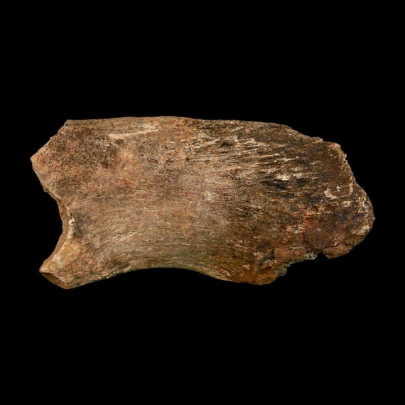化石　恐竜ハドロサウルス科の肋骨　実物　産地・種類不明　64㎝ 2.4インチ ハドロサウルス恐竜の化石 肋骨 ヘルクリーク層 モンタナ州