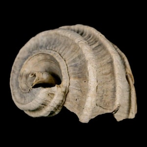 1,4 "Ecphora Gardnerae Gastropoden Fossil Muschel Lee Creek Biozön Epoche North Carolina Versand versandkostenfrei