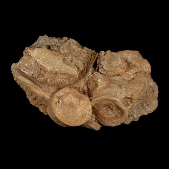 プレシオサウルスの椎骨の化石 プレシオサウルスの化石椎骨3個入り（白亜紀恐竜時代