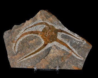5 "Brittlestar Ophiura Sp Starfish Fossil Ordovizian Alter Marokko Echtheitszertifikat Freier Stand und kostenloser Versand