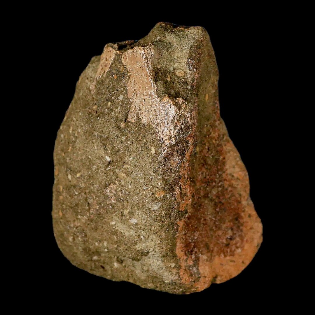 3.4インチ エドモントサウルスの化石 つま先骨 ランスクリーク層 白