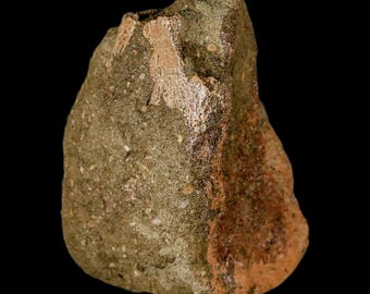 3.4インチ エドモントサウルスの化石 つま先骨 ランスクリーク層 白