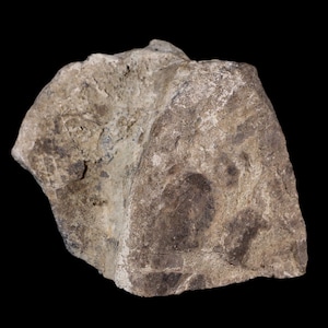 3.3&quot; Maiasaura Hadrosaur Dinosaur Vertebrae Bone Fossil Two Medicine Formation Montana Certificate Of Authenticity Free Shipping