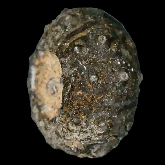 28MM Detailed Fossil Conopygus Sea Urchin Echinoid Cretaceous Age