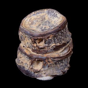 1.3&quot; Xiphactinus Audax Fossil Vertebrae Cretaceous Era Fish Niobrara Formation Kansas Free Shipping