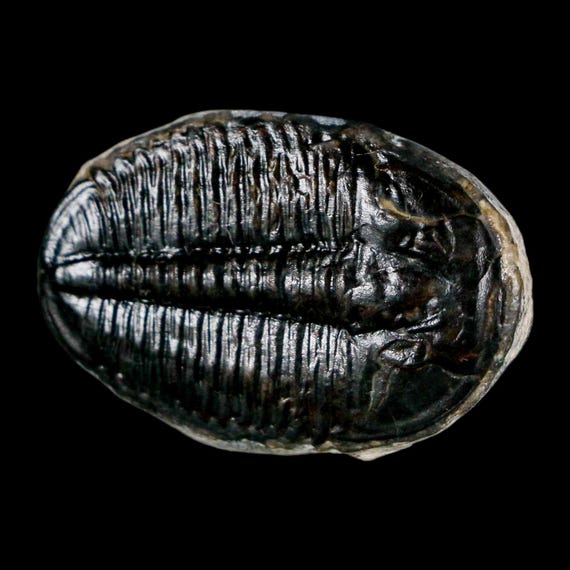 化石　三葉虫　エルラシア　完全体　美麗 1.1インチ エルラシア・キングイ 三葉虫化石 ユタ州 カンブリア