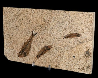 3 3匹のディプロミストゥス・デンタトゥス化石魚、グリーンリバー層
