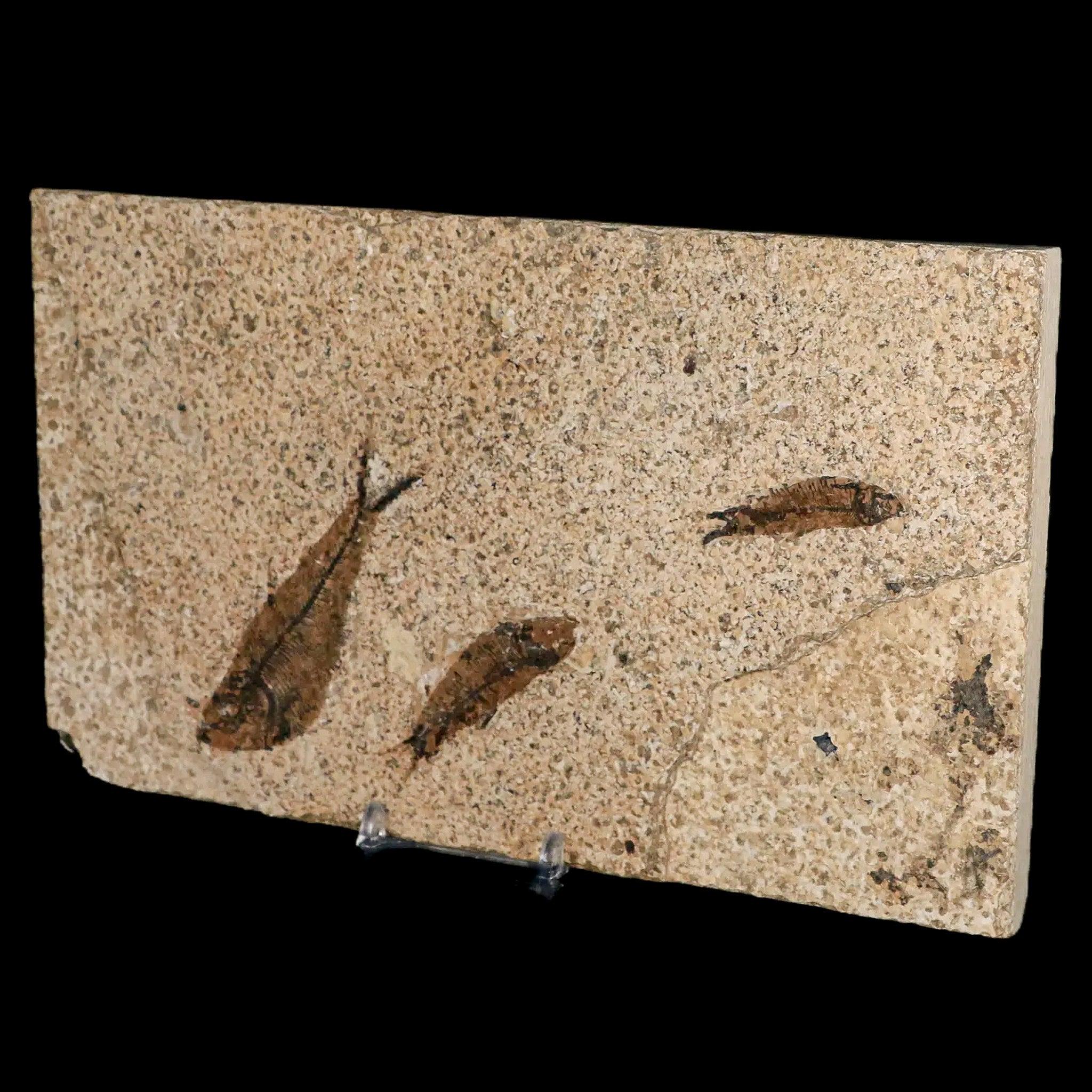 ディプロミスタス　魚の化石　アメリカ　ワイオミング州 産 ワイオミング州産魚化石、ディプロミスタス（Diplomystus）の
